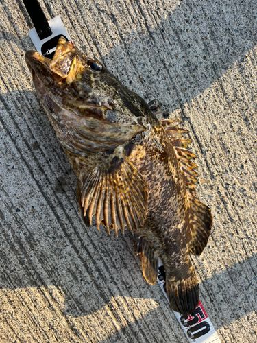 タケノコメバルの釣果