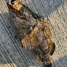 タケノコメバル