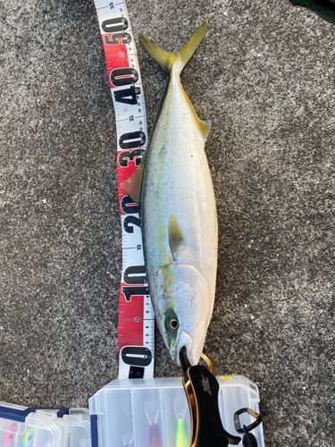 ヤズの釣果