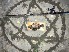 タケノコメバルの釣果