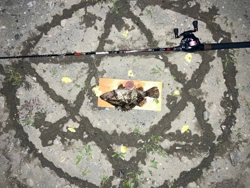 タケノコメバルの釣果