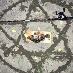 タケノコメバル