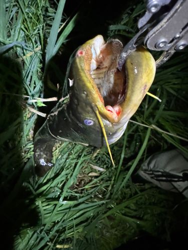 マナマズの釣果