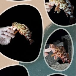 カサゴ