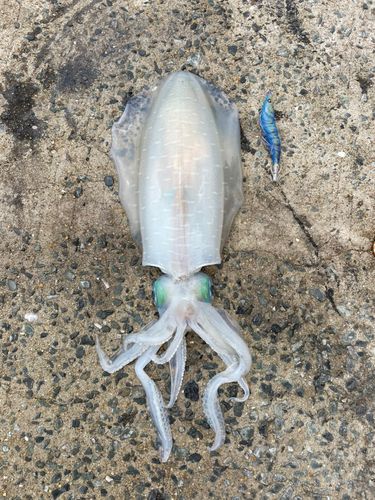 アオリイカの釣果