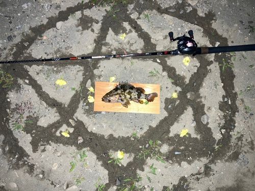 タケノコメバルの釣果