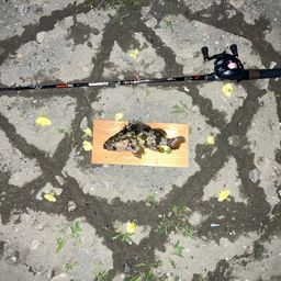 タケノコメバル