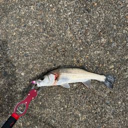 セイゴ（マルスズキ）