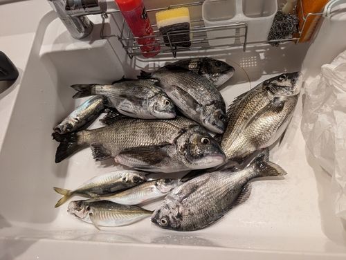 クロダイの釣果