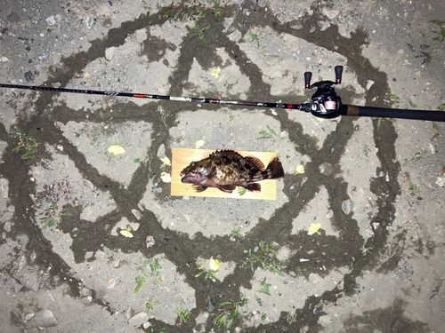 カサゴの釣果