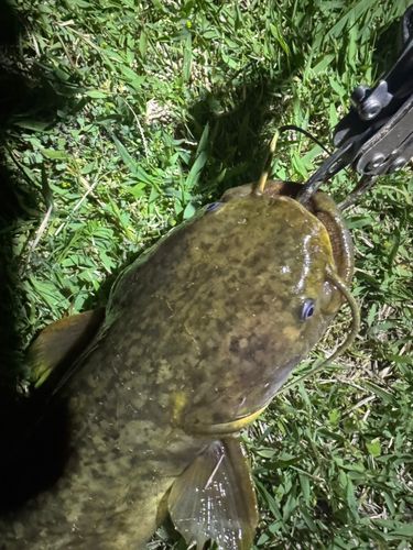 マナマズの釣果