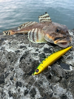 カジカの釣果