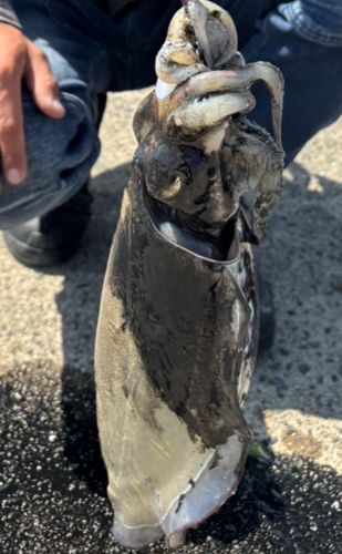 コウイカの釣果