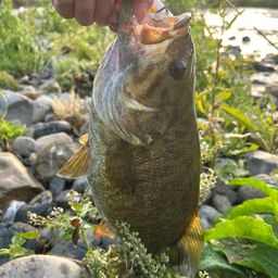 スモールマウスバス