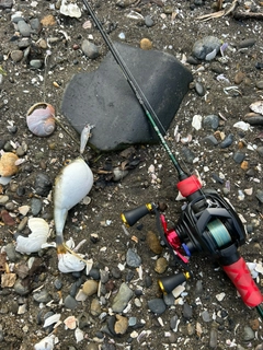 クサフグの釣果