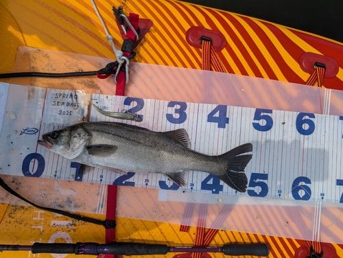 シーバスの釣果