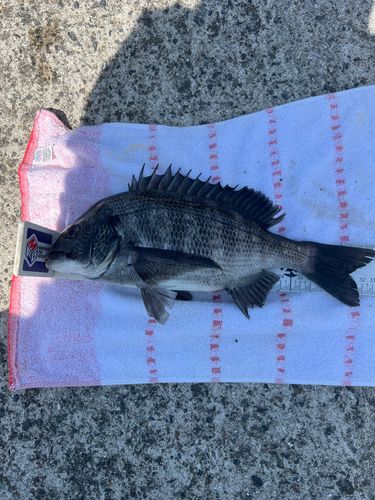 クロダイの釣果