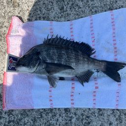 クロダイ