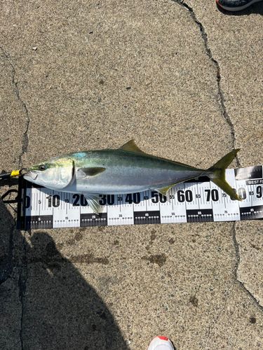 ブリの釣果