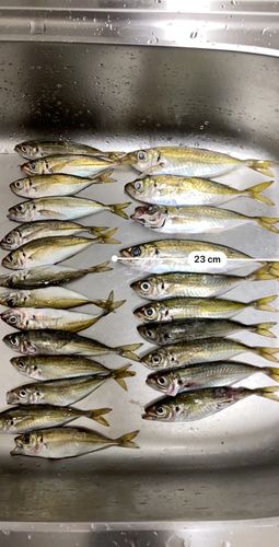 アジの釣果