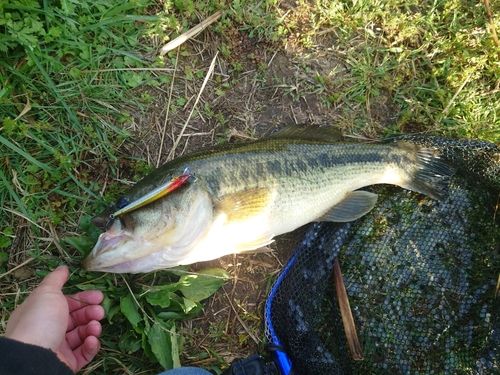 ラージマウスバスの釣果