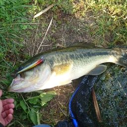 ラージマウスバス