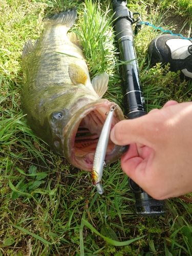 ラージマウスバスの釣果