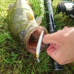 ラージマウスバス