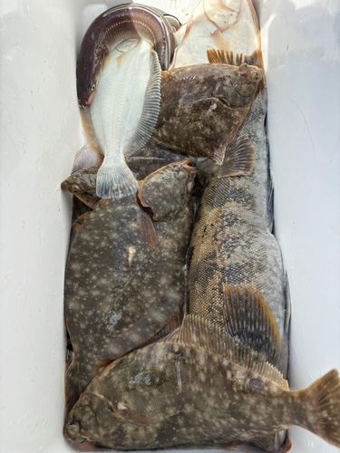 マコガレイの釣果