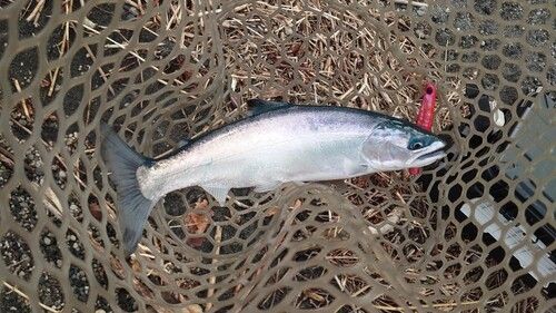 サクラマスの釣果