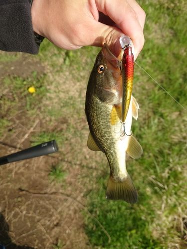 ラージマウスバスの釣果