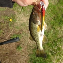 ラージマウスバス