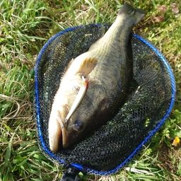 ラージマウスバス