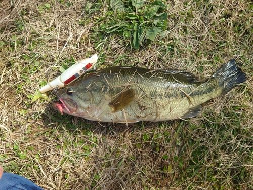 ラージマウスバスの釣果