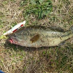 ラージマウスバス