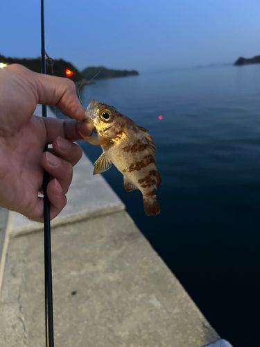 アカメバルの釣果