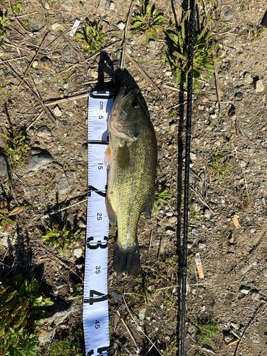 ブラックバスの釣果