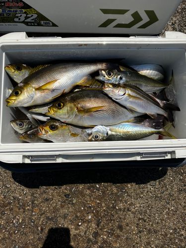 イサキの釣果