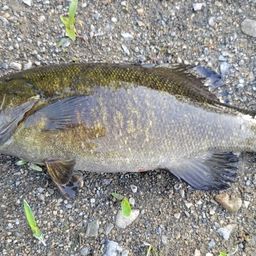 スモールマウスバス