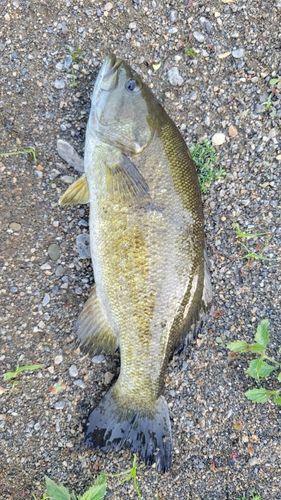 スモールマウスバスの釣果