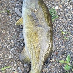 スモールマウスバス