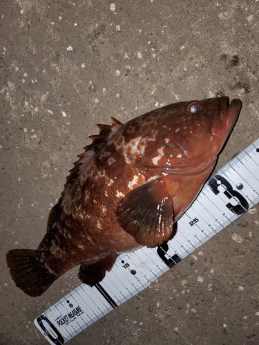 キジハタの釣果