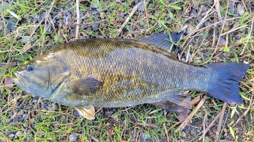 スモールマウスバスの釣果