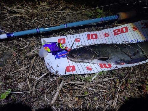 ナマズの釣果