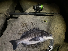 チヌの釣果