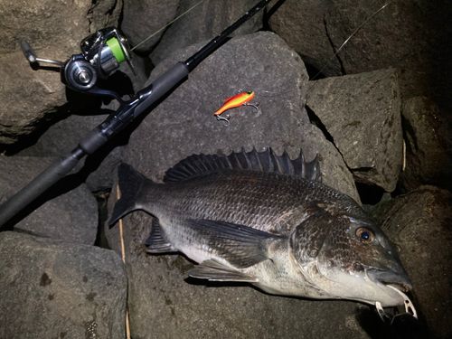 チヌの釣果