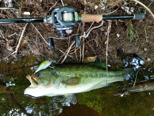 ブラックバスの釣果