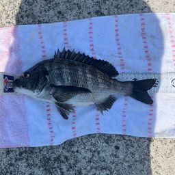 クロダイ