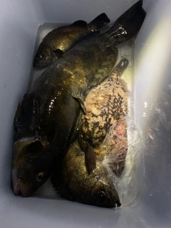 アイナメの釣果