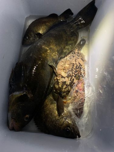 アイナメの釣果